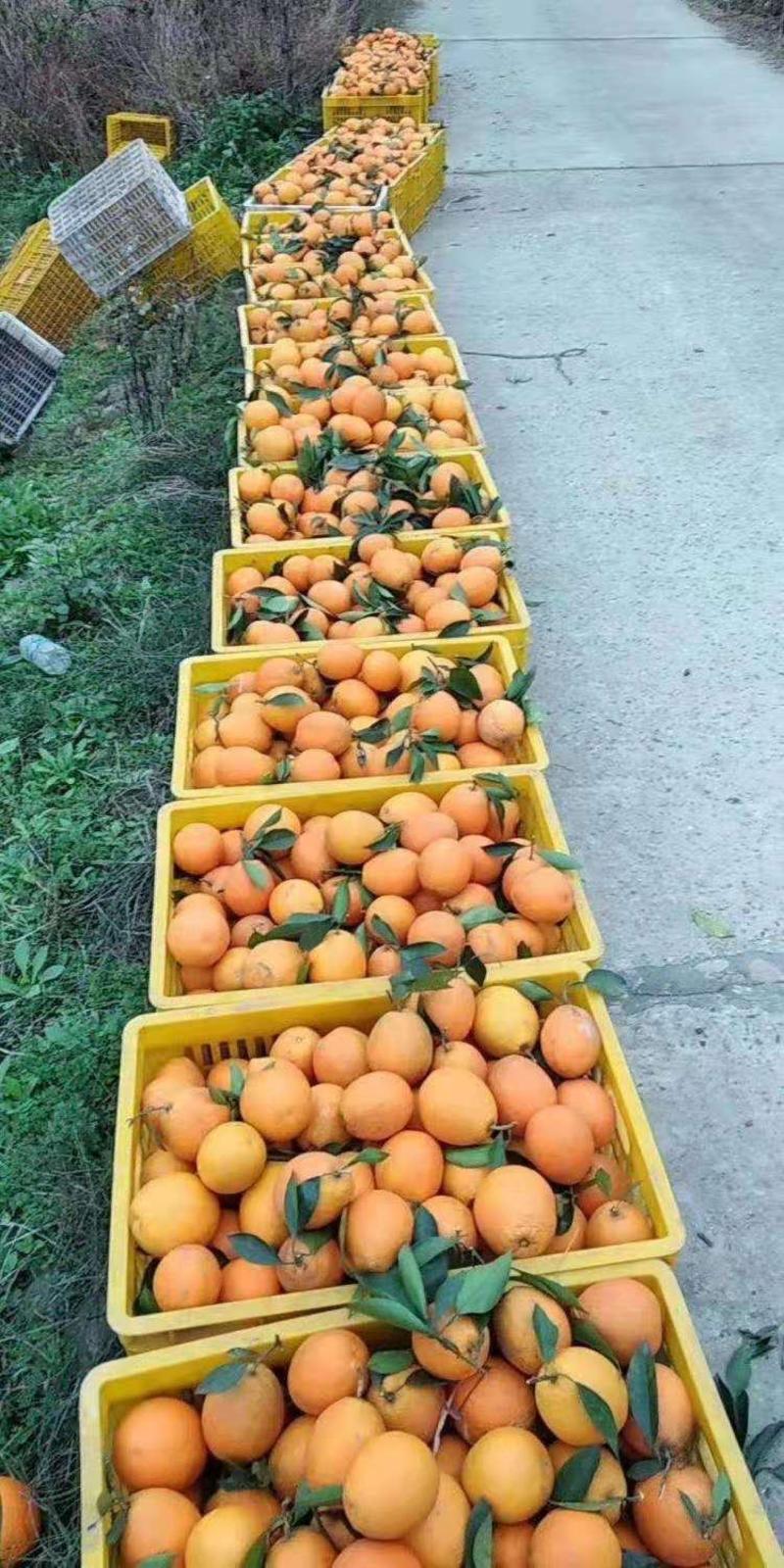 30万斤锦橙100号鲜果开园，果大皮溥，汁多香甜可口。