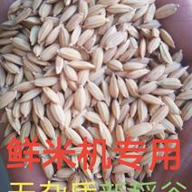 精选黑龙江五常长粒香稻谷新谷，鲜米机专用还有稻花香2号