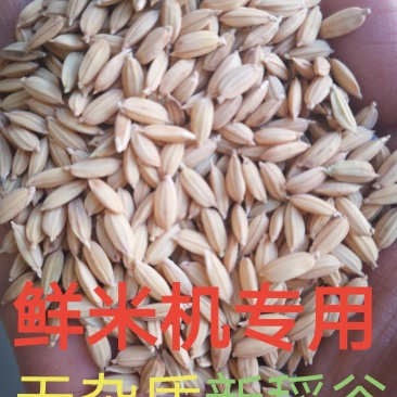 精选黑龙江五常长粒香稻谷新谷，鲜米机专用还有稻花香2号