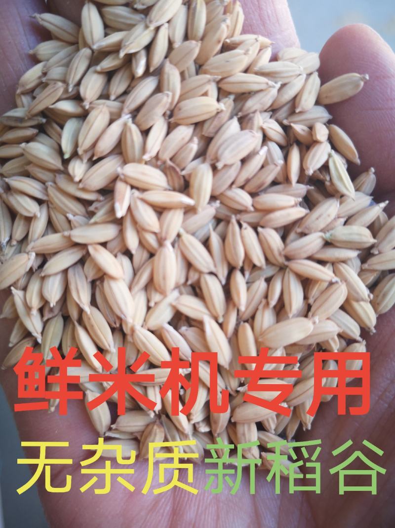 精选黑龙江五常长粒香稻谷新谷，鲜米机专用还有稻花香2号