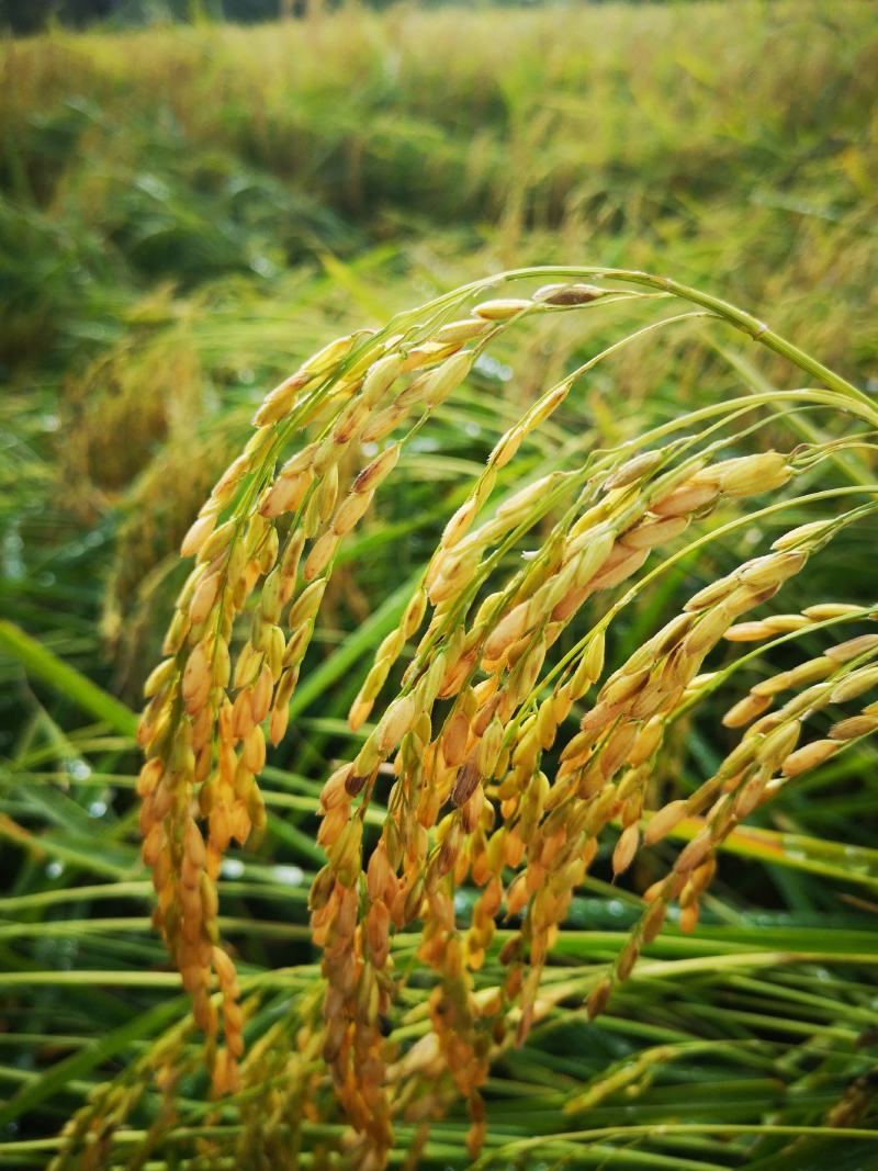 精选黑龙江五常稻花香二号稻谷当年谷，鲜米机用无杂质清选