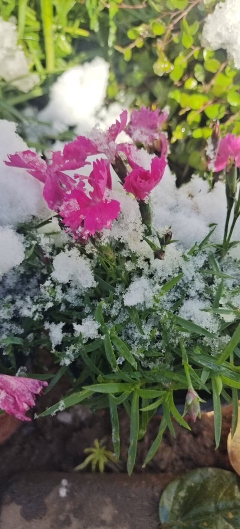欧石竹叶片翠绿花色鲜艳一年开花能有300天