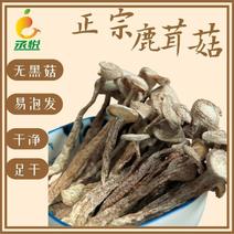 新货鹿茸菇云南特产鹿茸菇干货新鲜香菇干货无碎无硫多省包邮