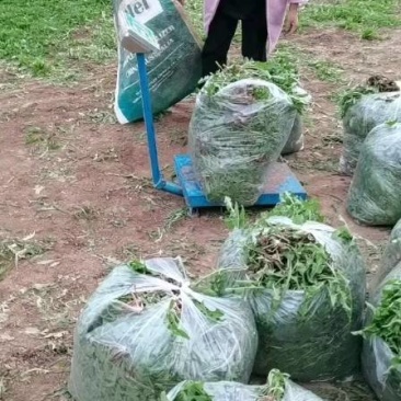 蒲公英青叶