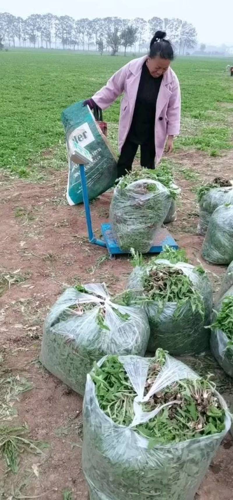 蒲公英青叶