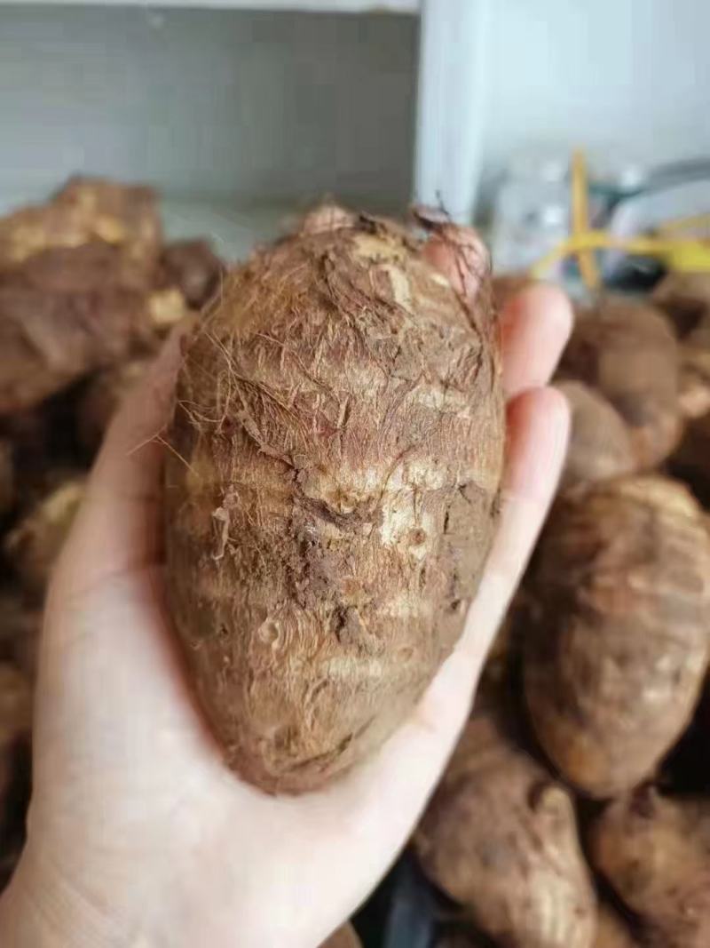 山东优质芋头大球小球基地直供货源充足价格便宜电商团购选择