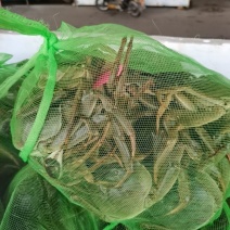 大闸蟹