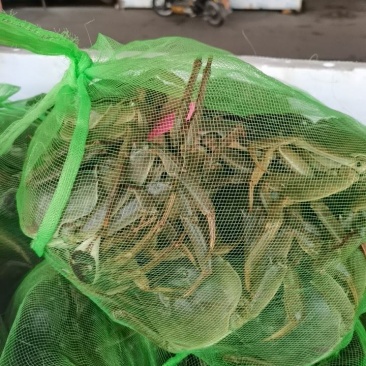 大闸蟹