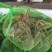 大闸蟹
