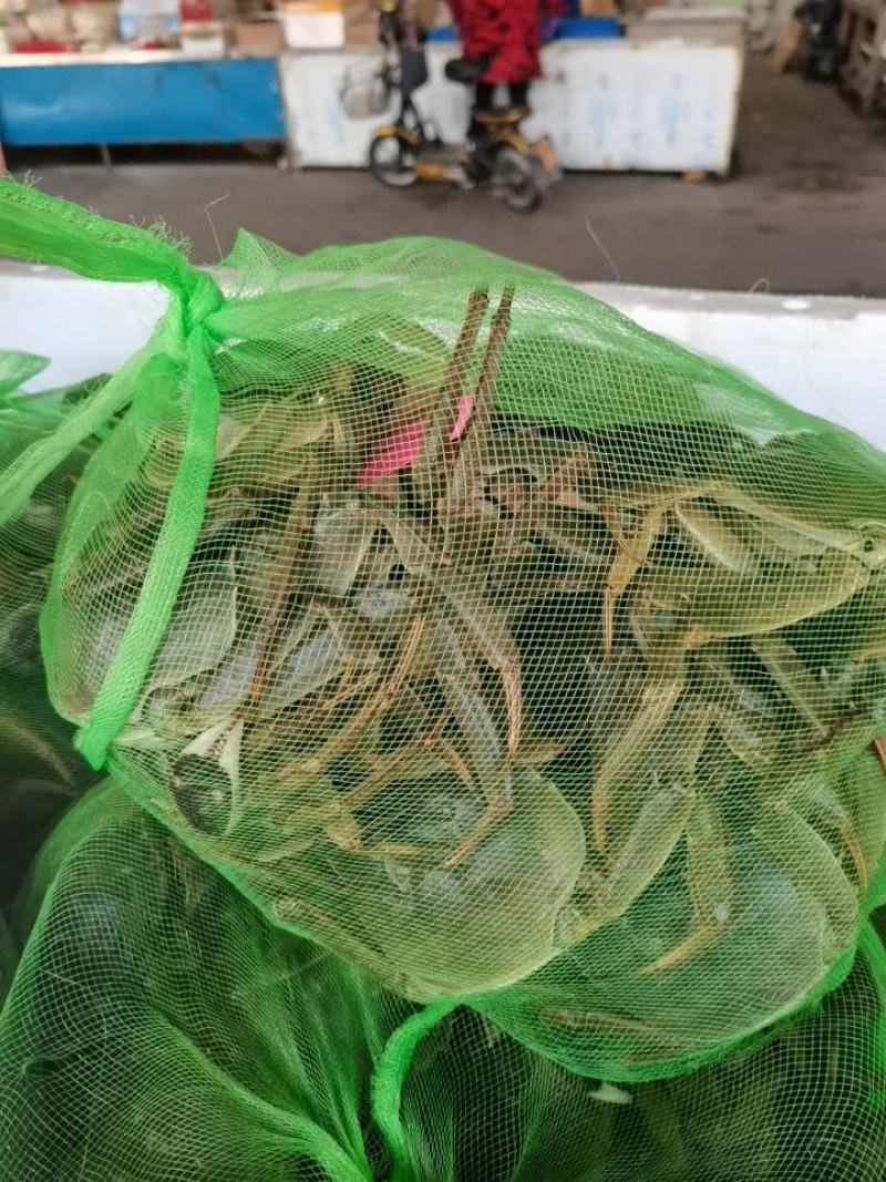 大闸蟹