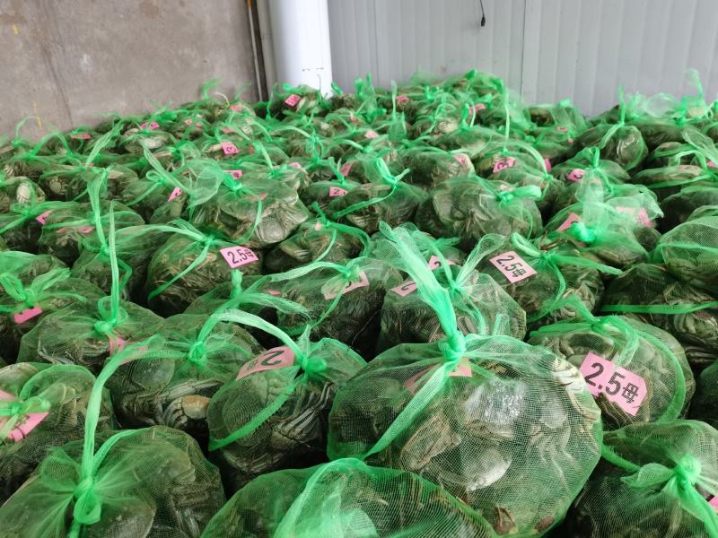 大闸蟹