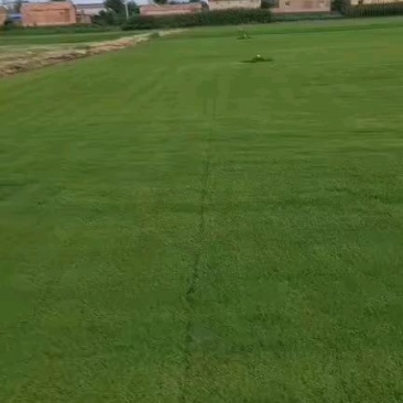 冷季型草坪，草坪基地直发，草坪价格优惠，大量供应中
