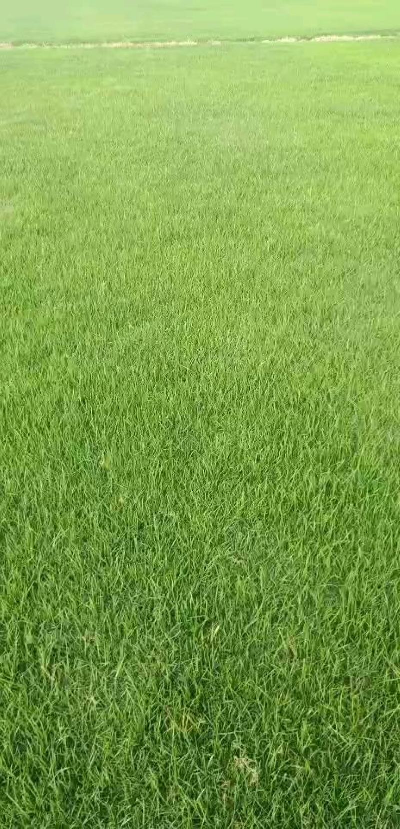 马尼拉草坪，基地直销，一手货源，无中介，大量供应中