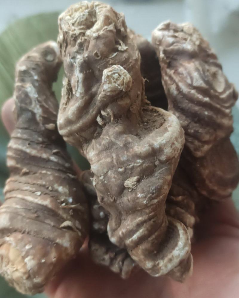 重楼皂休七叶一枝花国产重楼质量保证量大从优