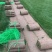果岭草草坪价格果岭草草坪基地批发价格，大量出售中