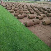 果岭草草坪价格果岭草草坪基地批发价格，大量出售中