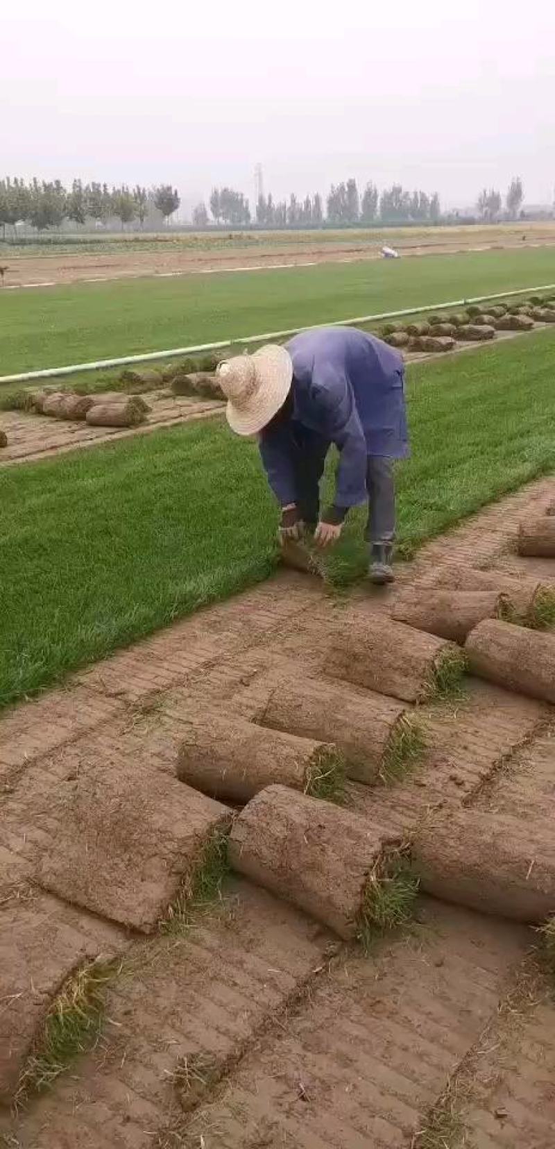 果岭草草坪价格果岭草草坪基地批发价格，大量出售中