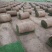 果岭草草坪价格果岭草草坪基地批发价格，大量出售中