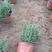 山东青州迷迭香盆栽，支持绿化，大量有货，欢迎大家咨询选购