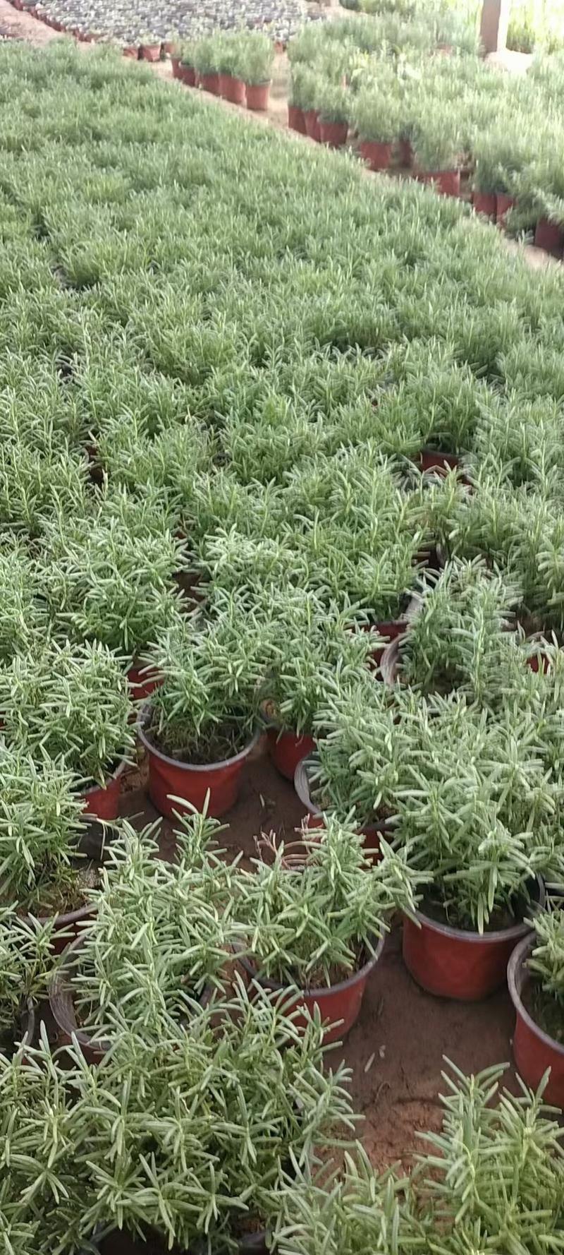 山东青州迷迭香盆栽，支持绿化，大量有货，欢迎大家咨询选购