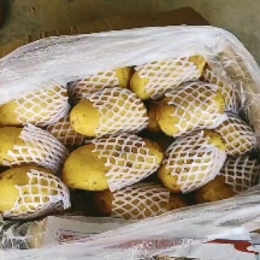 精品土豆内蒙微七，沃黄鑫土豆荷兰十五土豆一手货源
