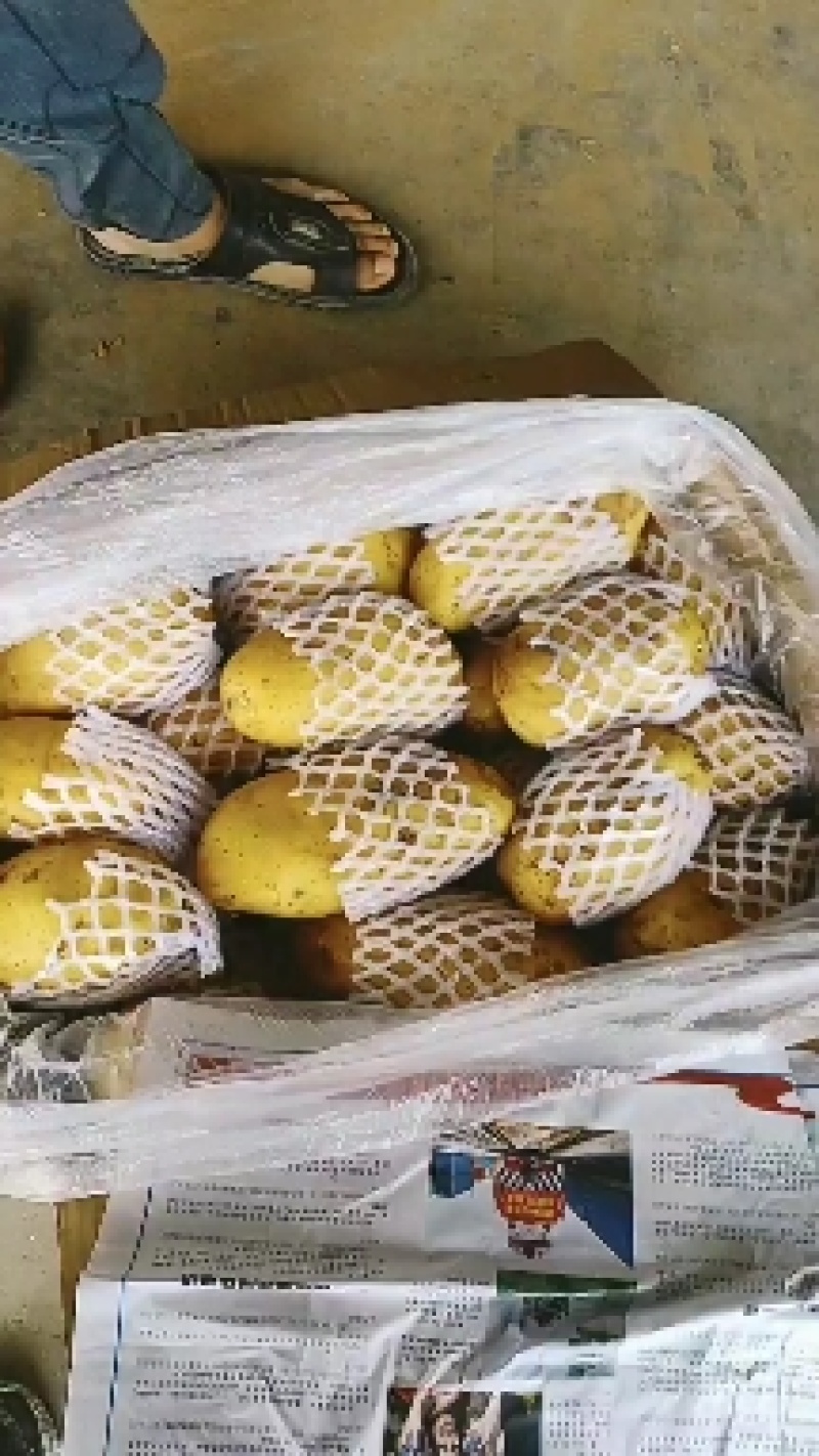 精品土豆内蒙微七，沃黄鑫土豆荷兰十五土豆一手货源