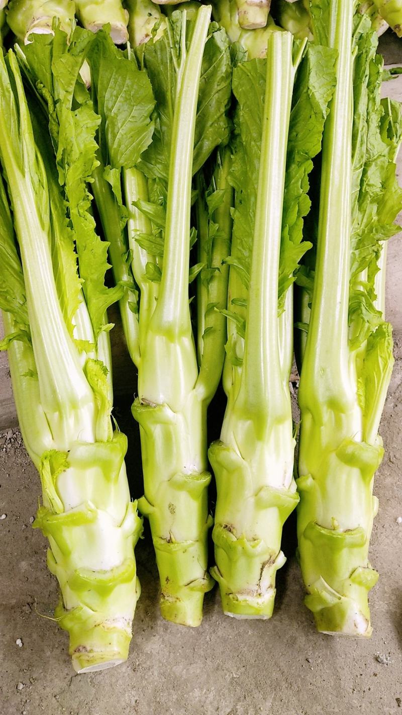 棒菜精品新鲜棒菜，质量保证！