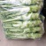 棒菜精品新鲜棒菜，质量保证！