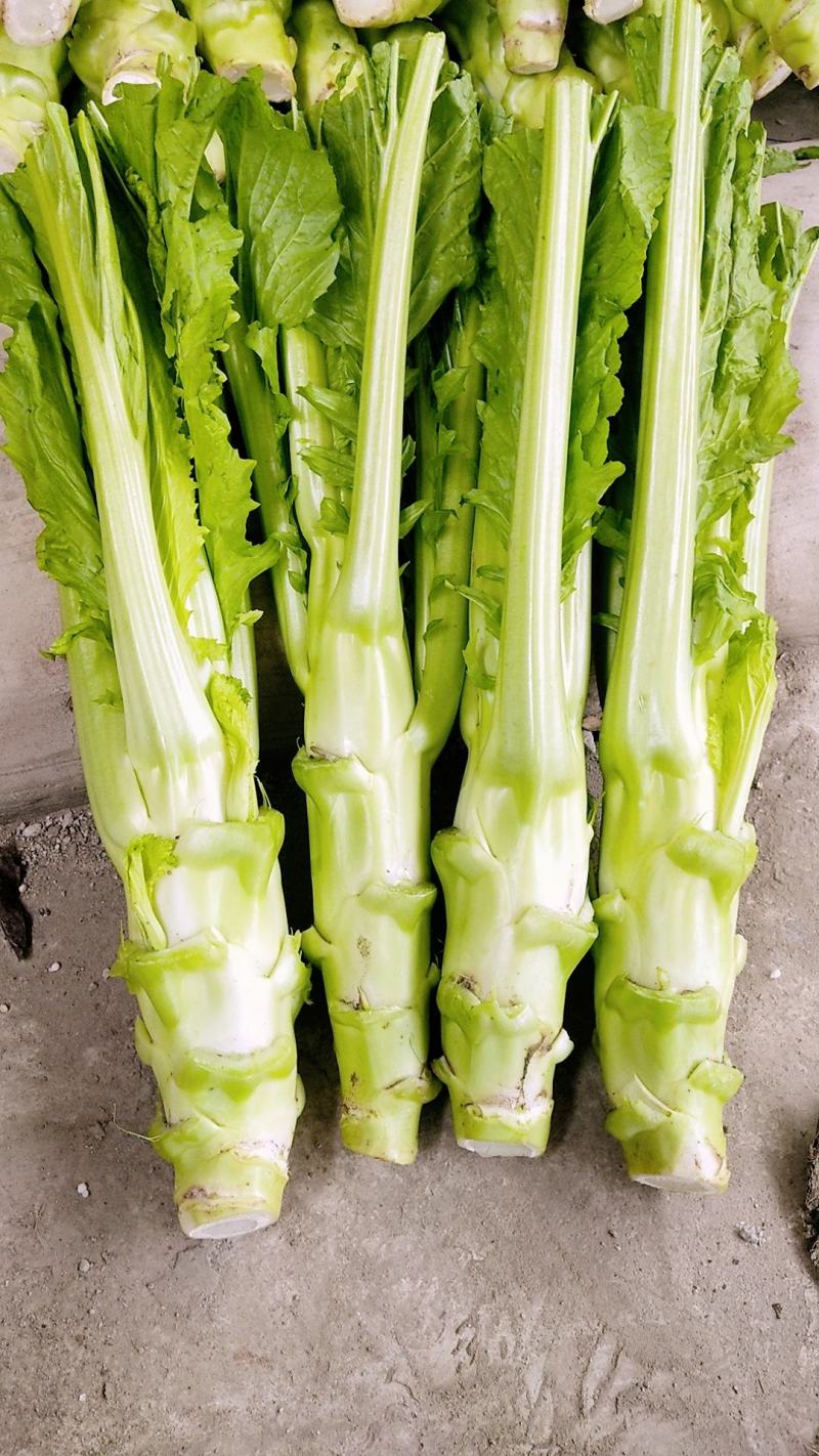 棒菜精品新鲜棒菜，质量保证！