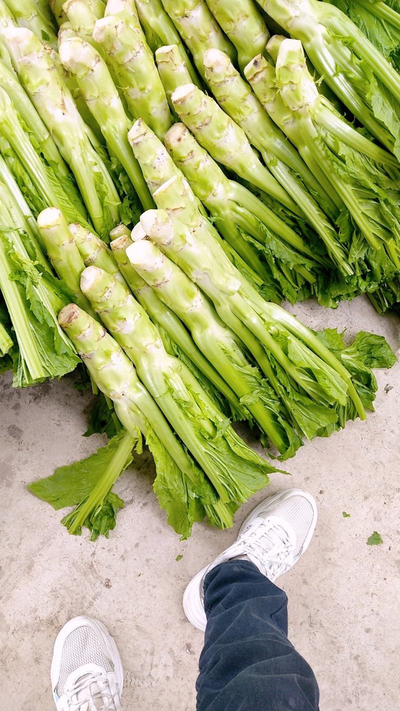 棒菜精品新鲜棒菜，质量保证！