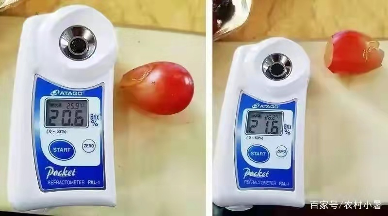 妮娜皇后葡萄苗质量好大量上市价格便宜欢迎采购