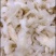 花胶鱼胶小龙胶佛跳墙常用食材，火锅涮鱼肚，焖炖巴沙鱼肚