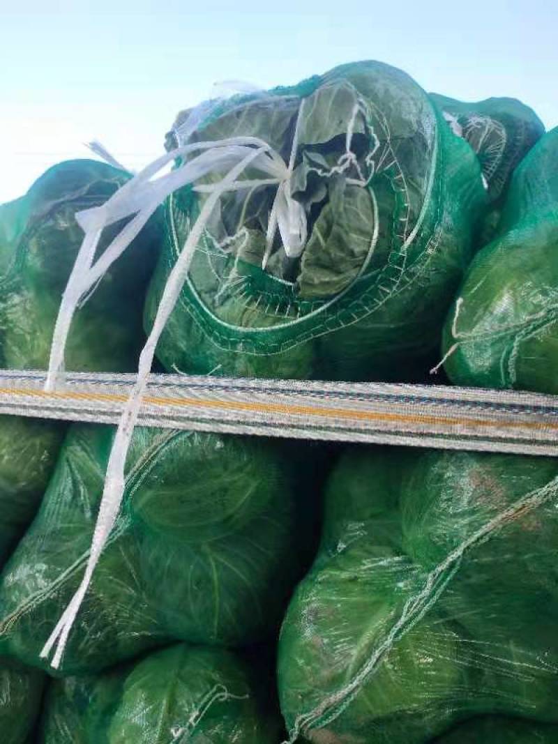 湖北甘蓝质量好包心实货源充足一手货源诚信经营