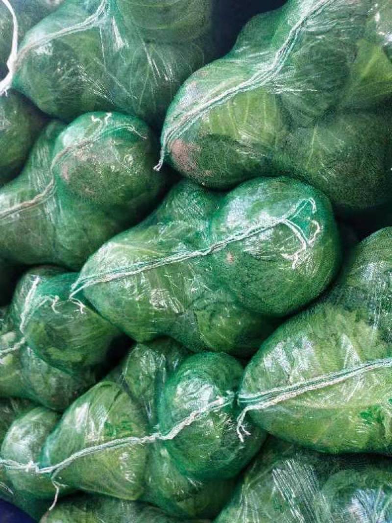 湖北甘蓝质量好包心实货源充足一手货源诚信经营
