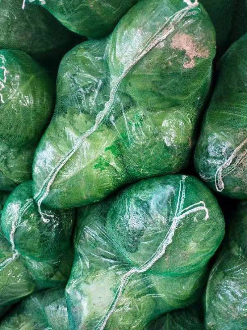 湖北甘蓝质量好包心实货源充足一手货源诚信经营