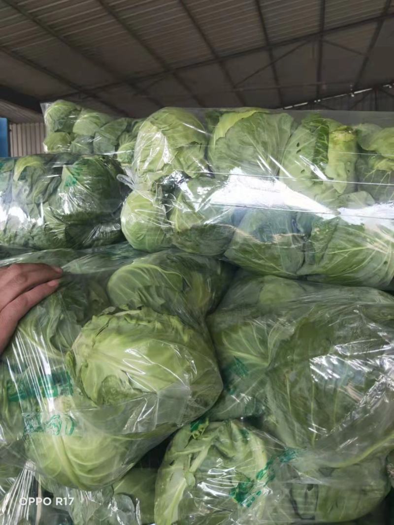 湖北甘蓝质量好包心实货源充足一手货源诚信经营