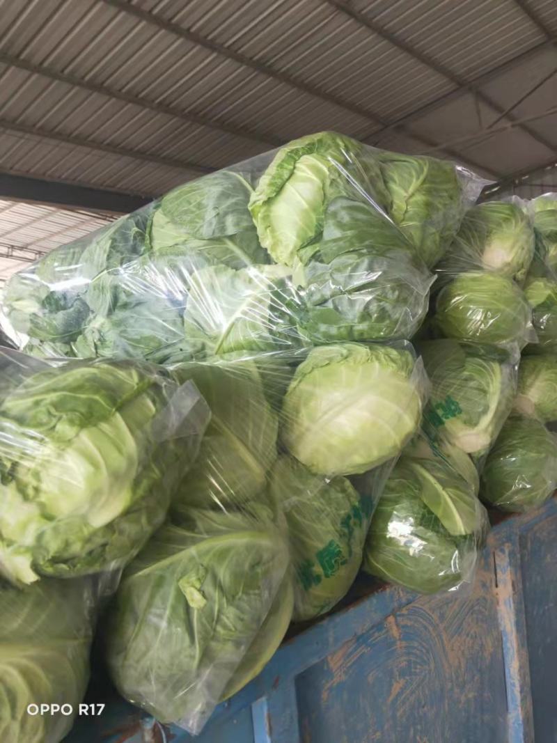 湖北甘蓝质量好包心实货源充足一手货源诚信经营