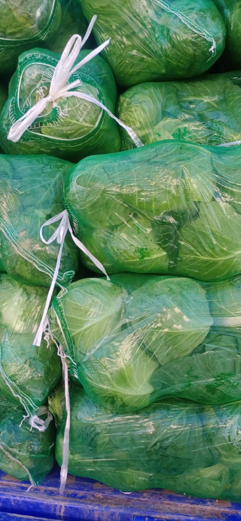 湖北甘蓝质量好包心实货源充足一手货源诚信经营
