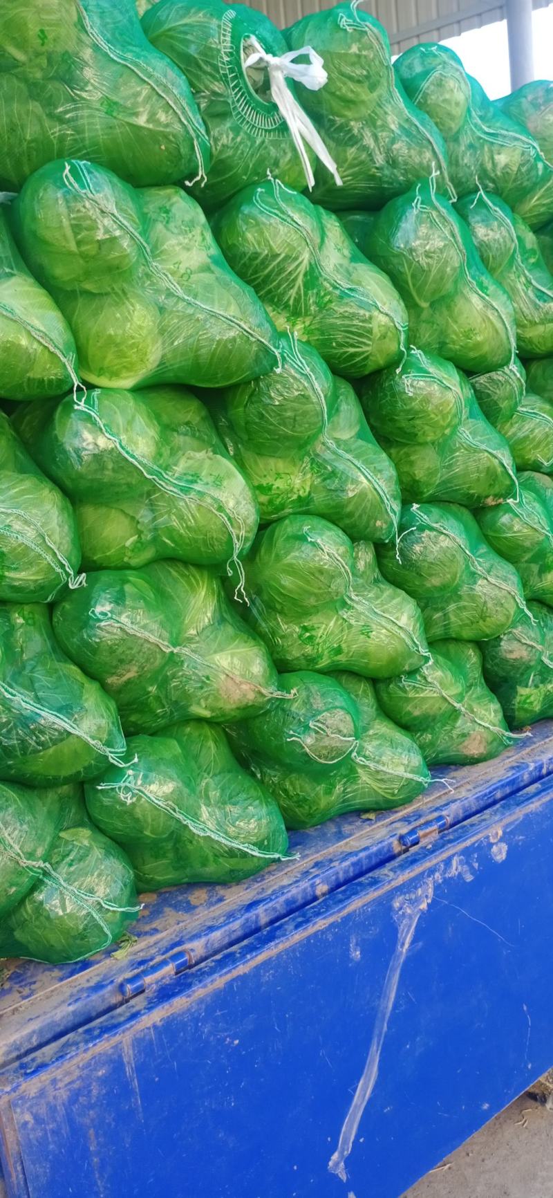 湖北甘蓝质量好包心实货源充足一手货源诚信经营