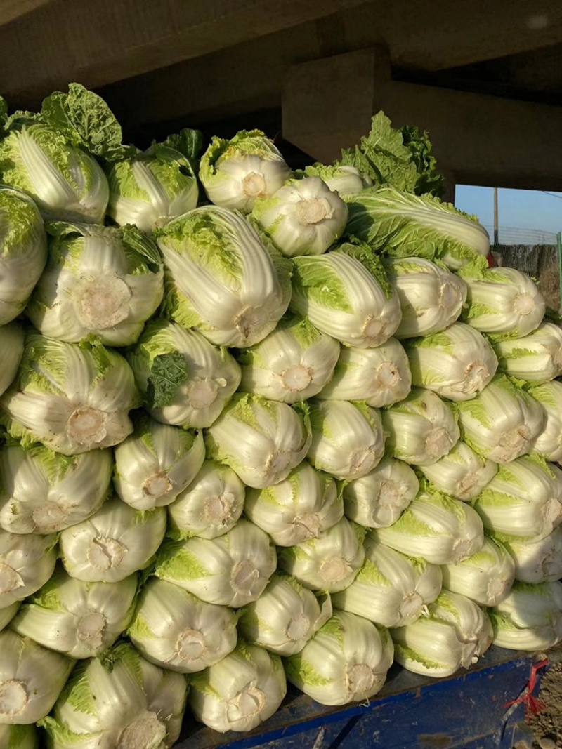 黄心白菜需要的联系便宜！诚信经营！大白菜！便宜好！