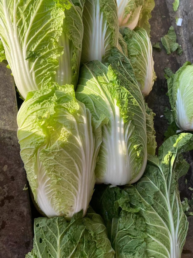 黄心白菜需要的联系便宜！诚信经营！大白菜！便宜好！