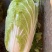 黄心白菜需要的联系便宜！诚信经营！大白菜！便宜好！