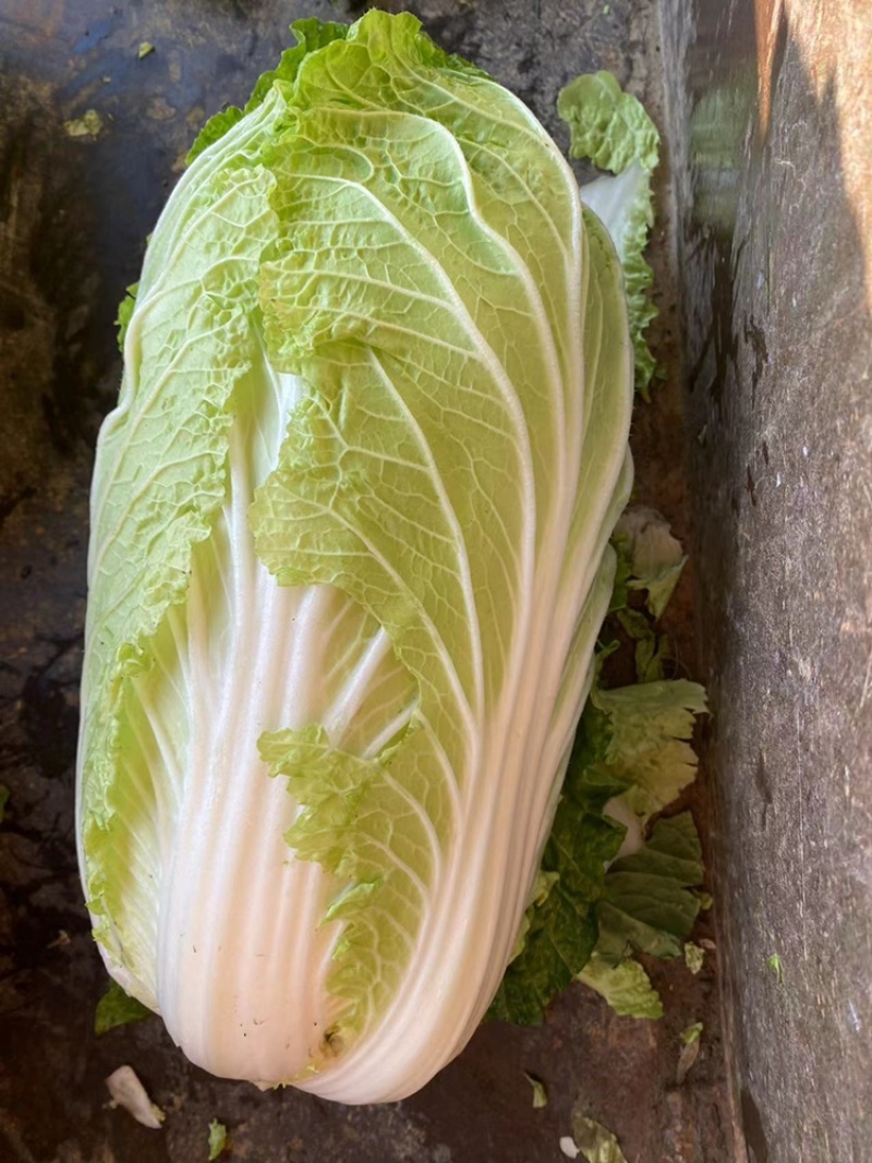 黄心白菜需要的联系便宜！诚信经营！大白菜！便宜好！