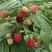 【基地直发】精品红树莓苗双季红树莓苗当年栽苗当年挂果高产