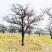 山西柿子树产地，20公分柿子树30公分柿子树，高分枝