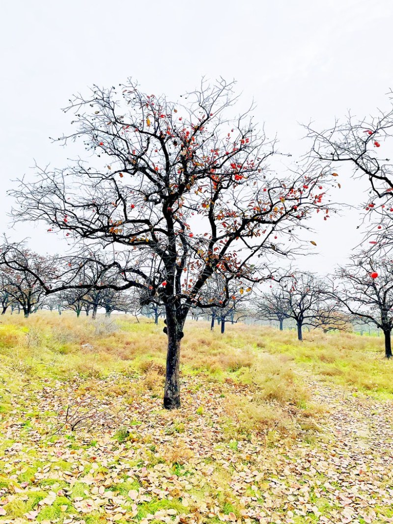 山西柿子树产地，20公分柿子树30公分柿子树，高分枝