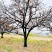 山西柿子树产地，20公分柿子树30公分柿子树，高分枝