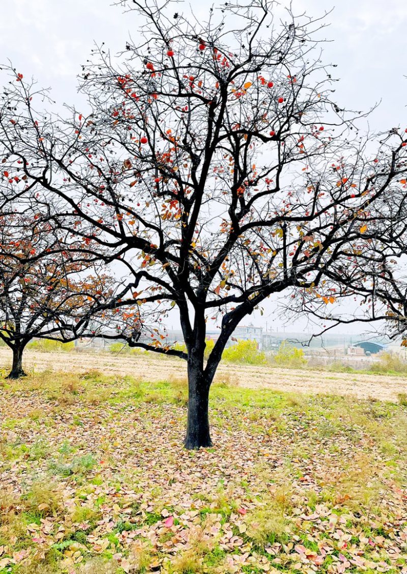 山西柿子树产地，20公分柿子树30公分柿子树，高分枝