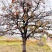 山西柿子树产地，20公分柿子树30公分柿子树，高分枝