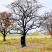 山西柿子树产地，20公分柿子树30公分柿子树，高分枝